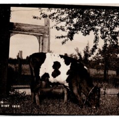 Post Card Mark Twain Cow
